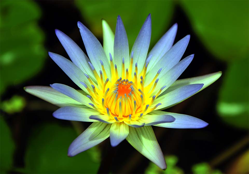 Blauer Lotus